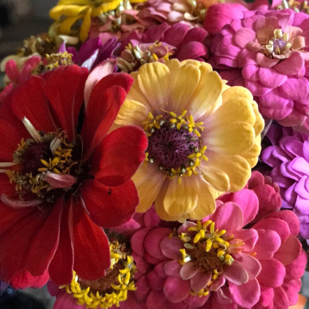 Meet your Posher, Gayla